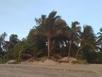 Palm trees lining a sandy beach under a clear blue sky on Florida’s Gulf Coast.