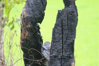 A charred tree trunk with a deeply cracked and blackened surface, surrounded by a bright green grassy background. Some dried branches are visible near the base of the trunk.