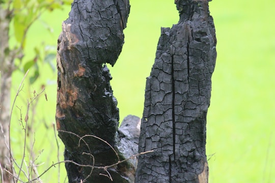 A charred tree trunk with a deeply cracked and blackened surface, surrounded by a bright green grassy background. Some dried branches are visible near the base of the trunk.