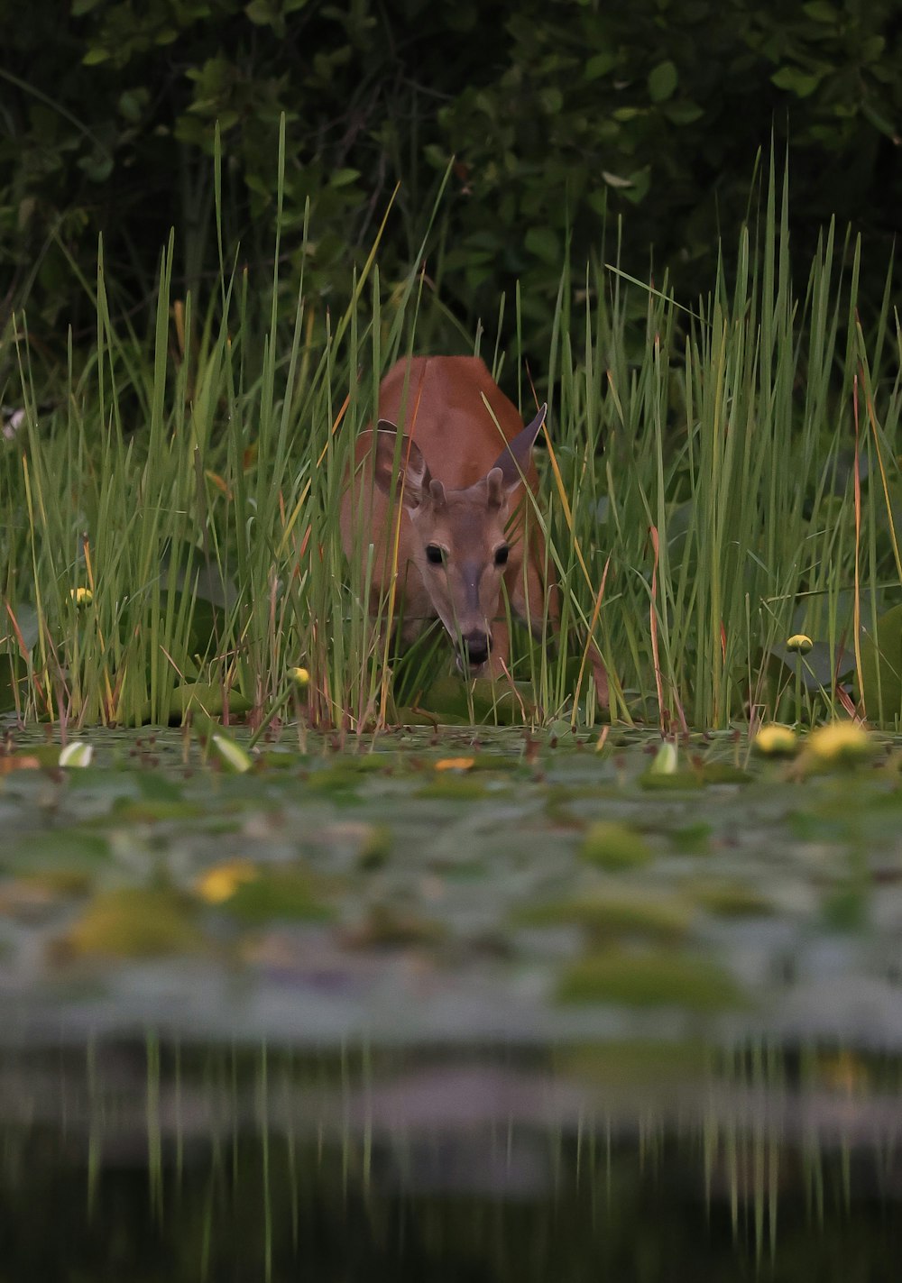 a deer is standing in the grass by the water