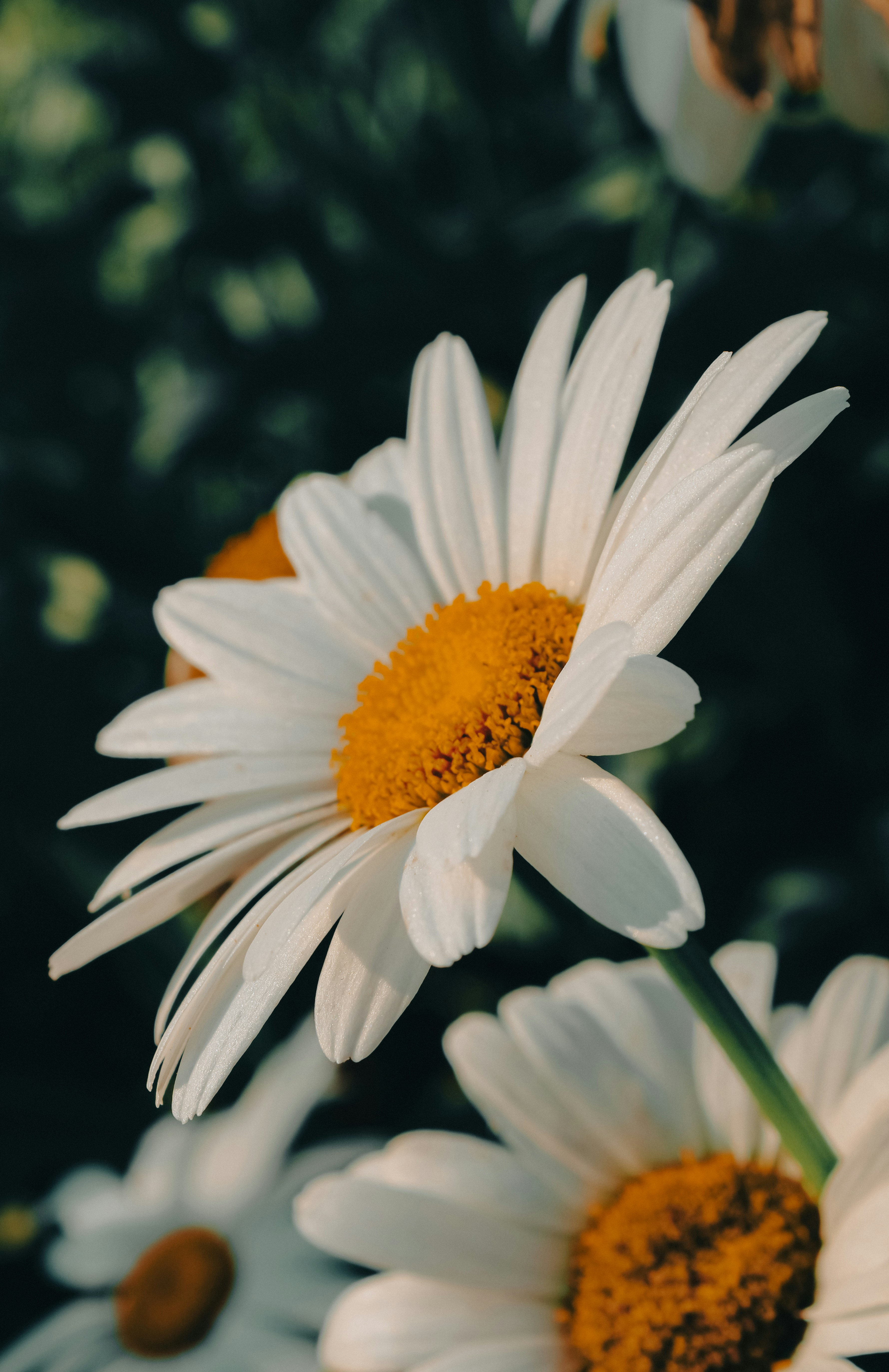 Photo by linusbelanger