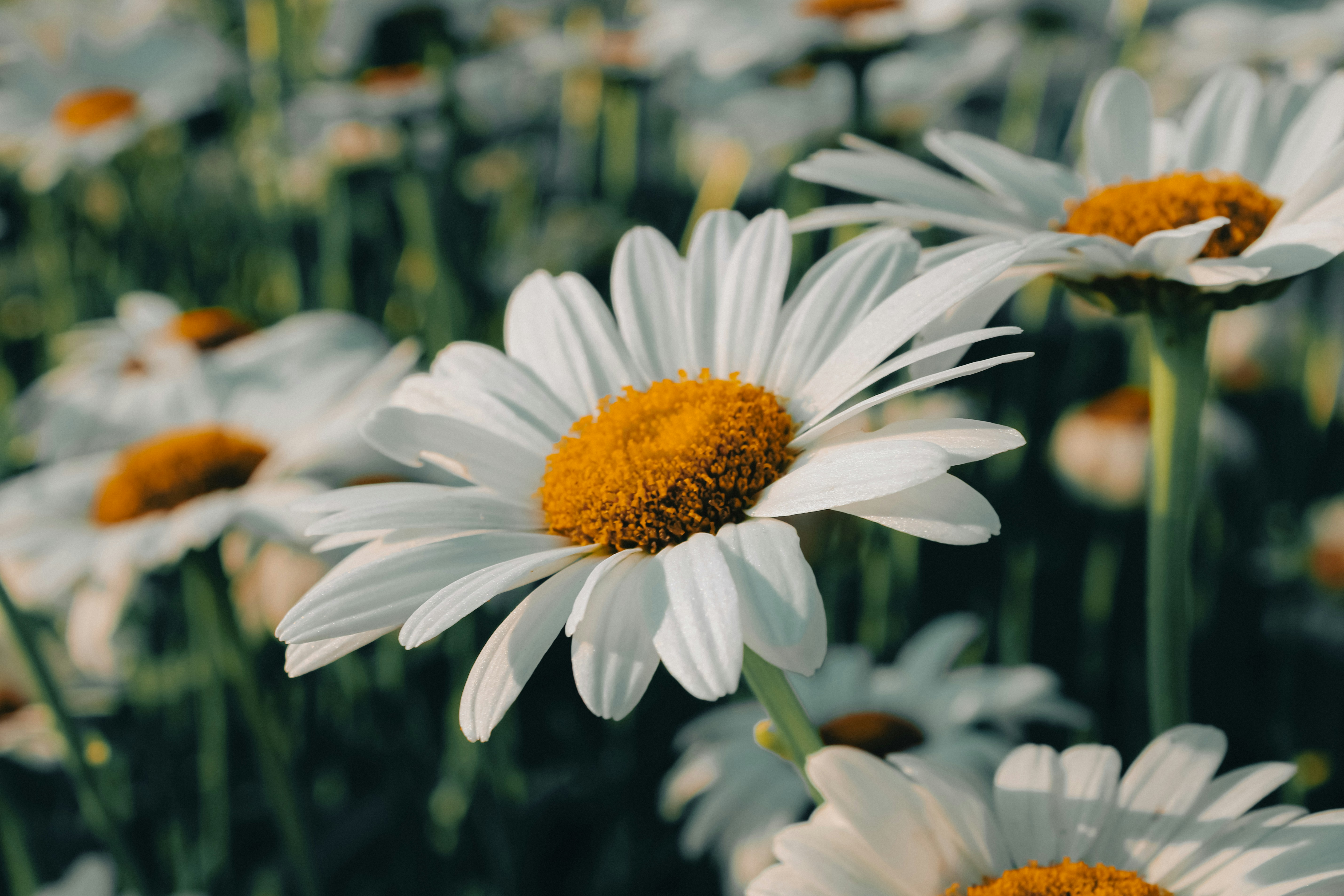 Photo by linusbelanger