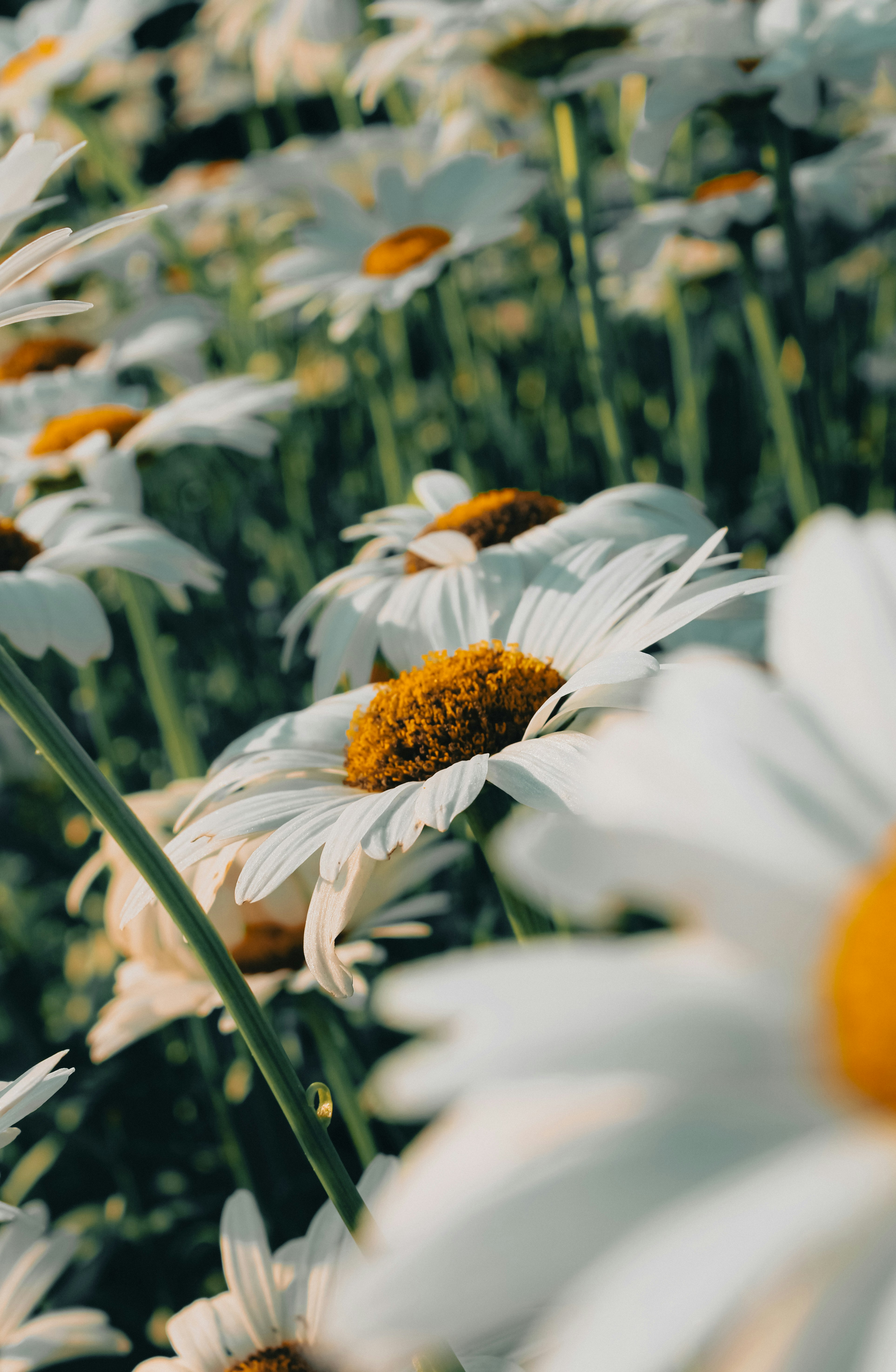 Photo by linusbelanger