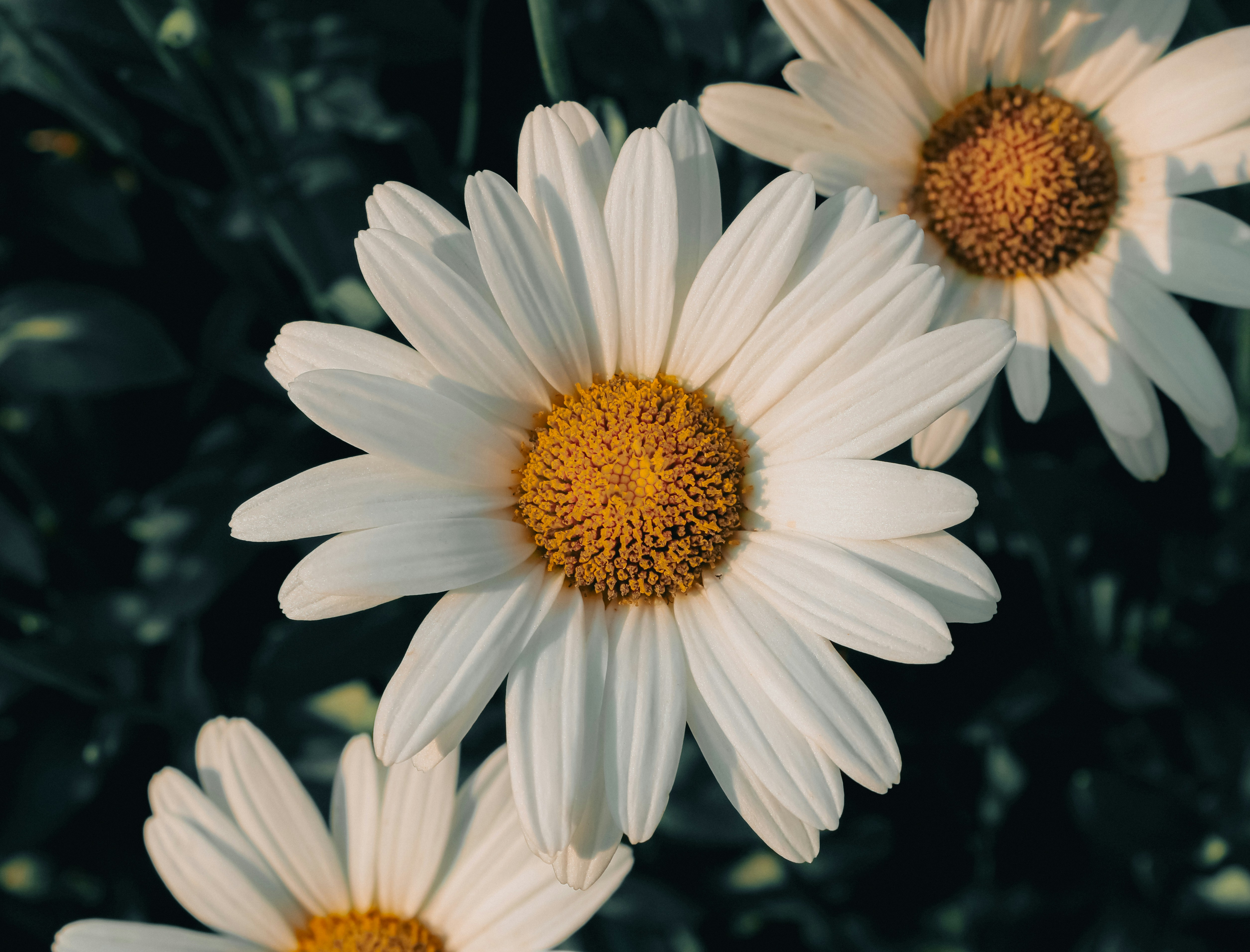 Photo by linusbelanger