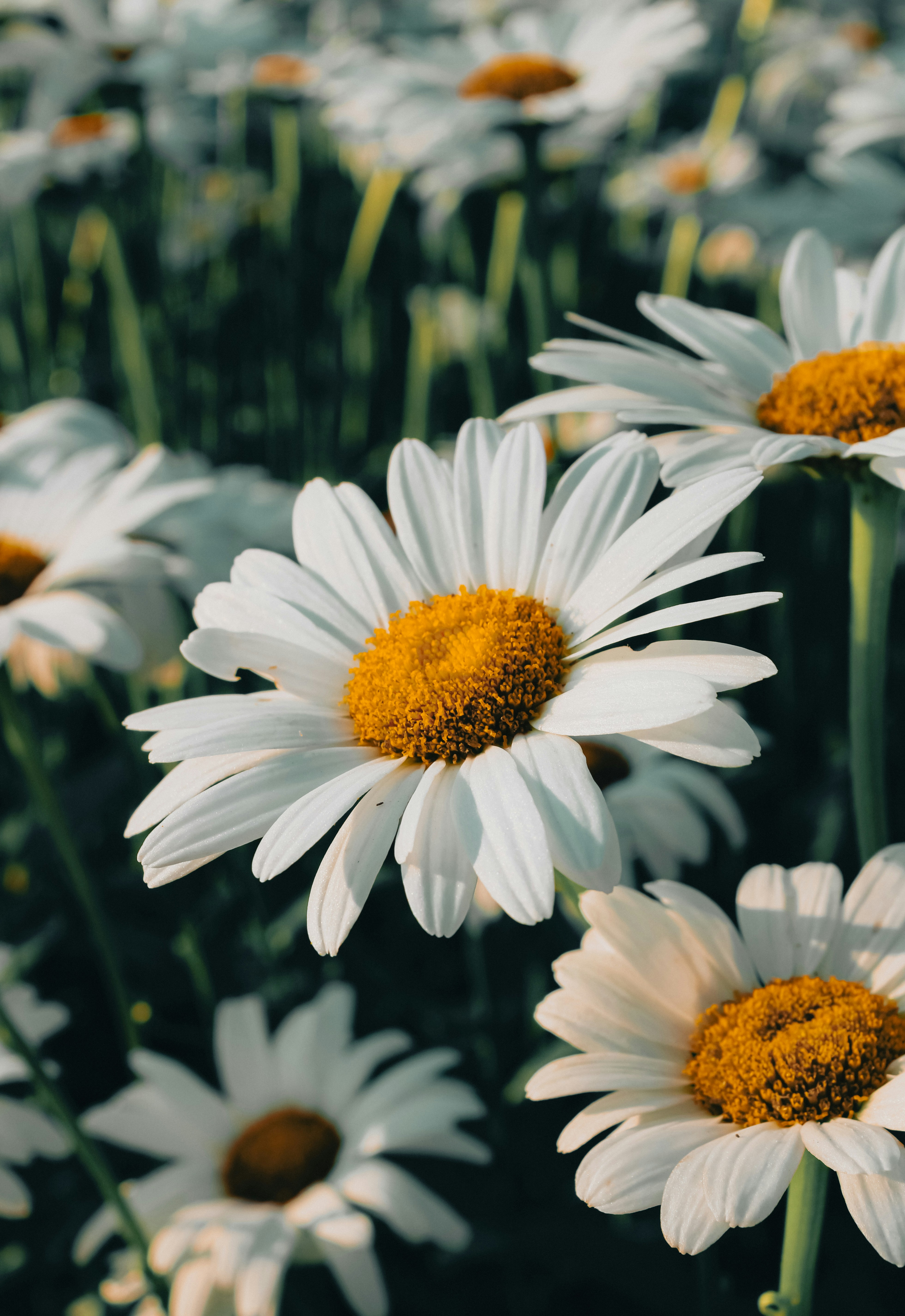 Photo by linusbelanger