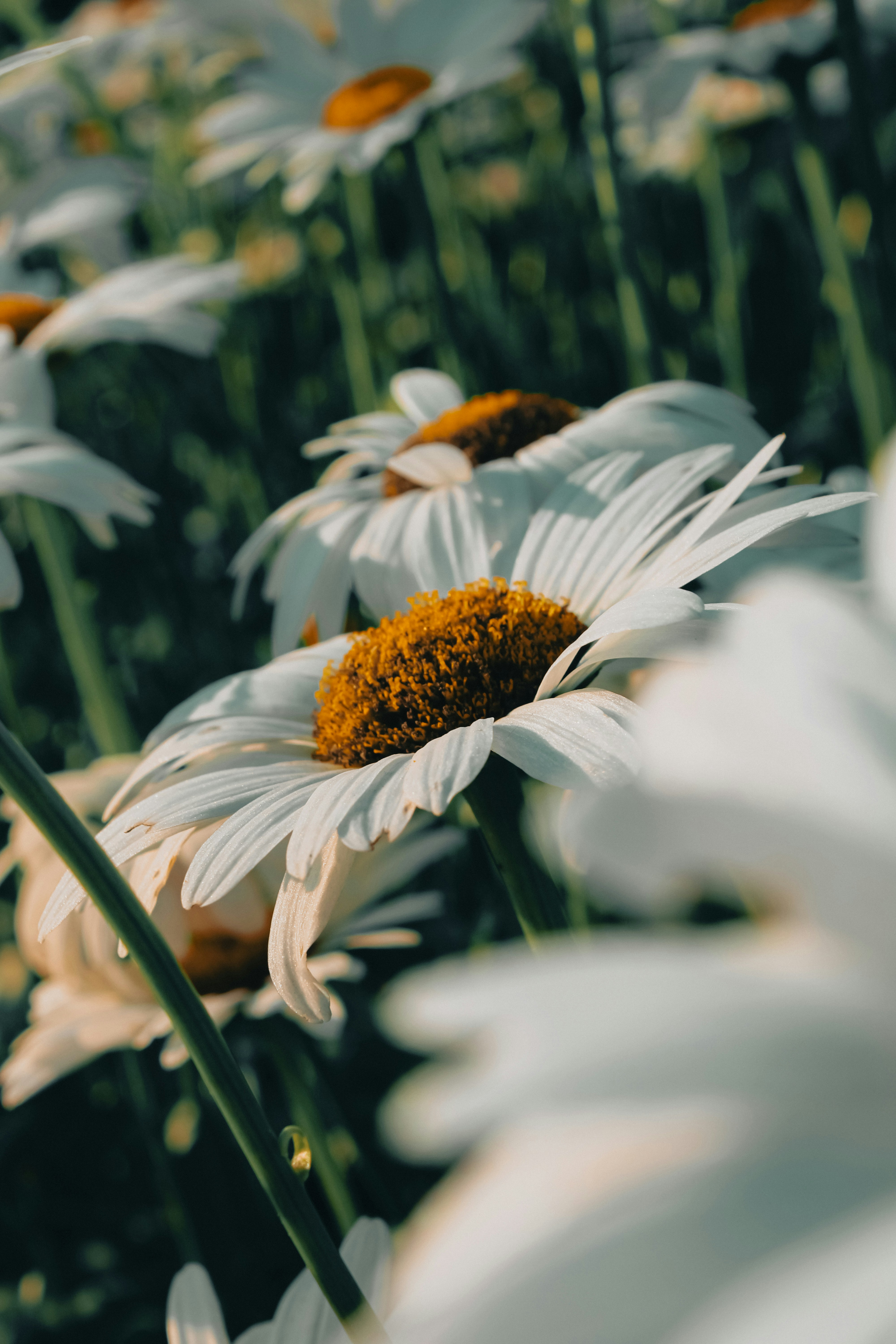 Photo by linusbelanger