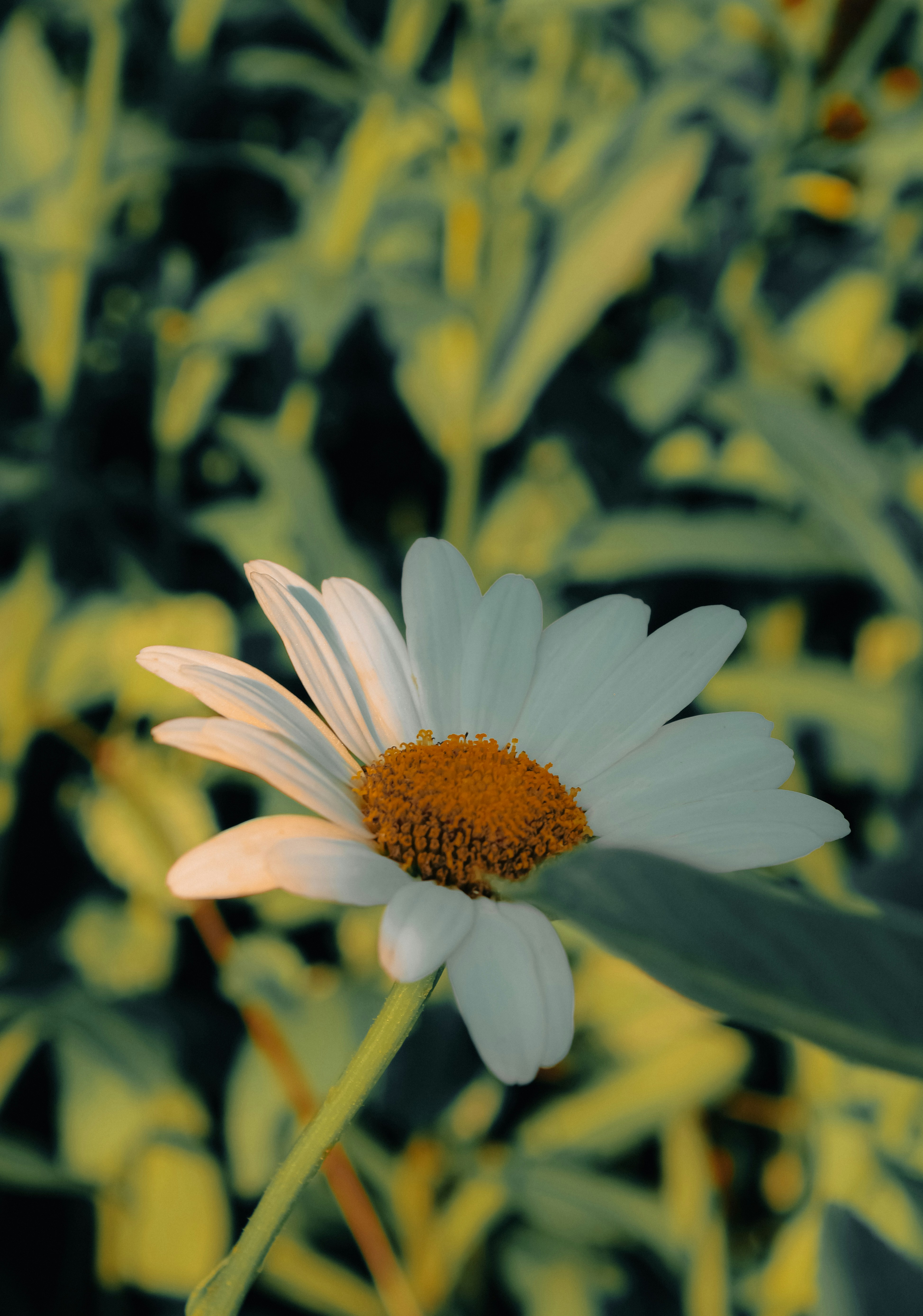 Photo by linusbelanger