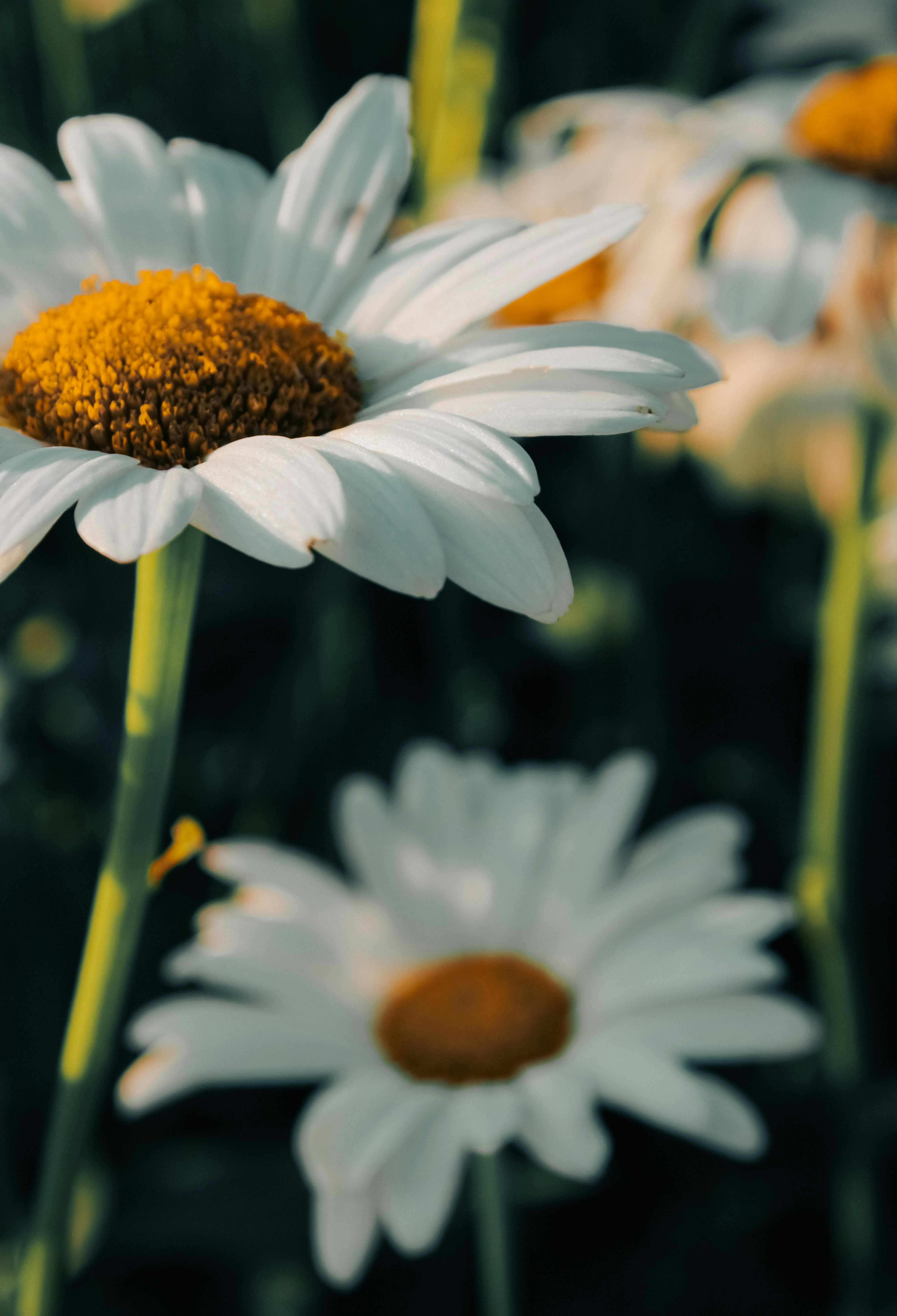 Photo by linusbelanger