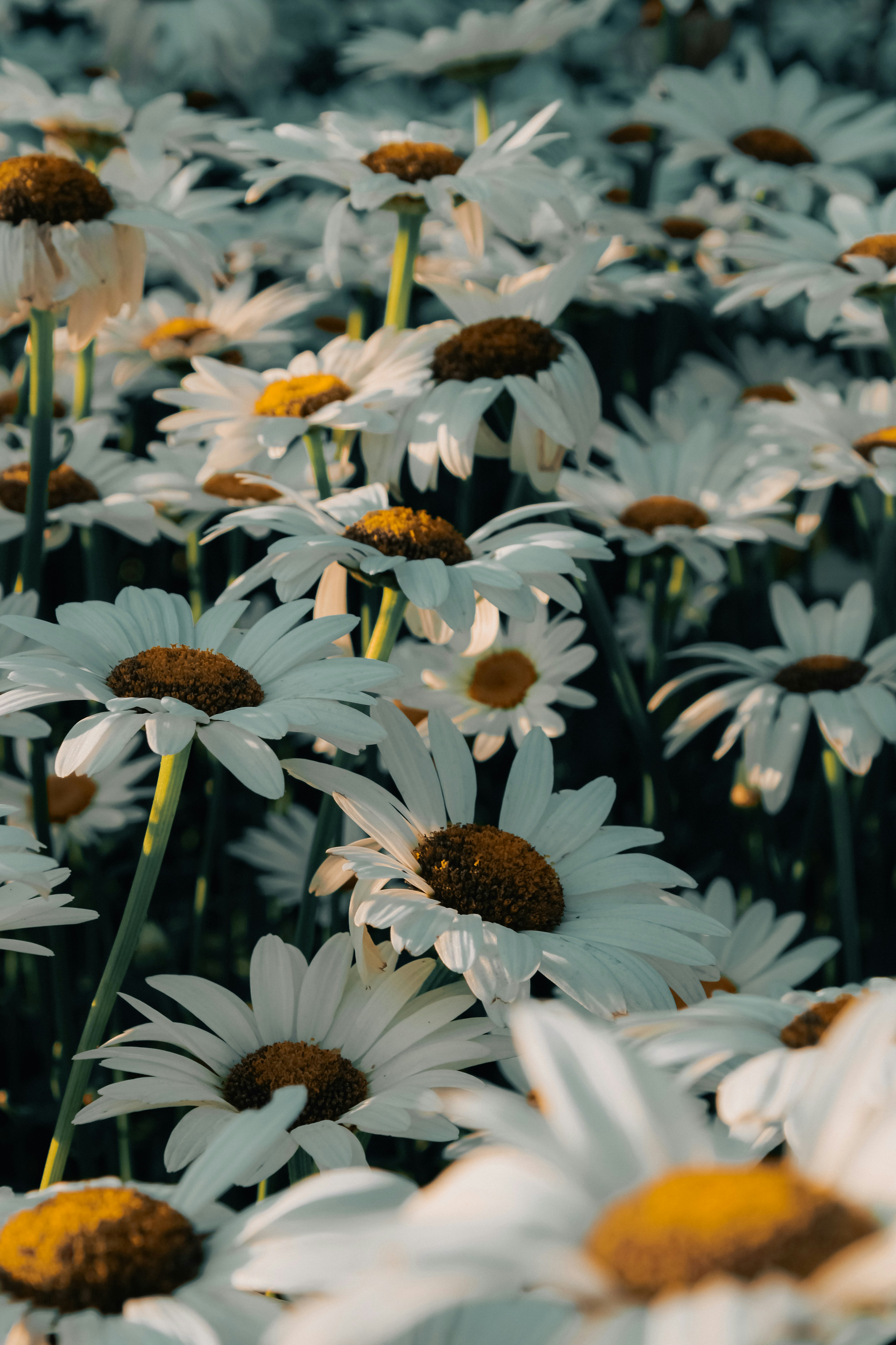 Photo by linusbelanger