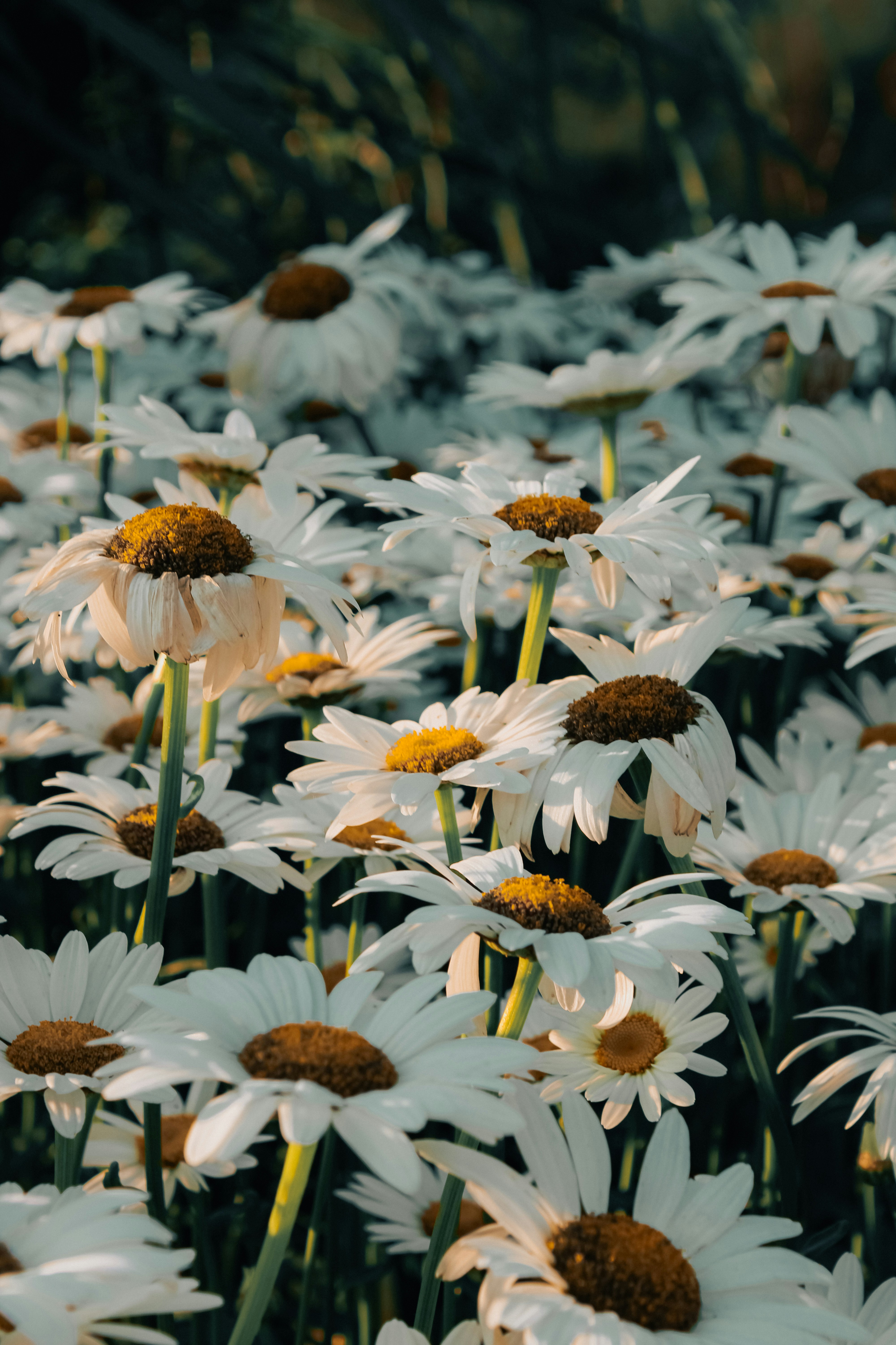 Photo by linusbelanger