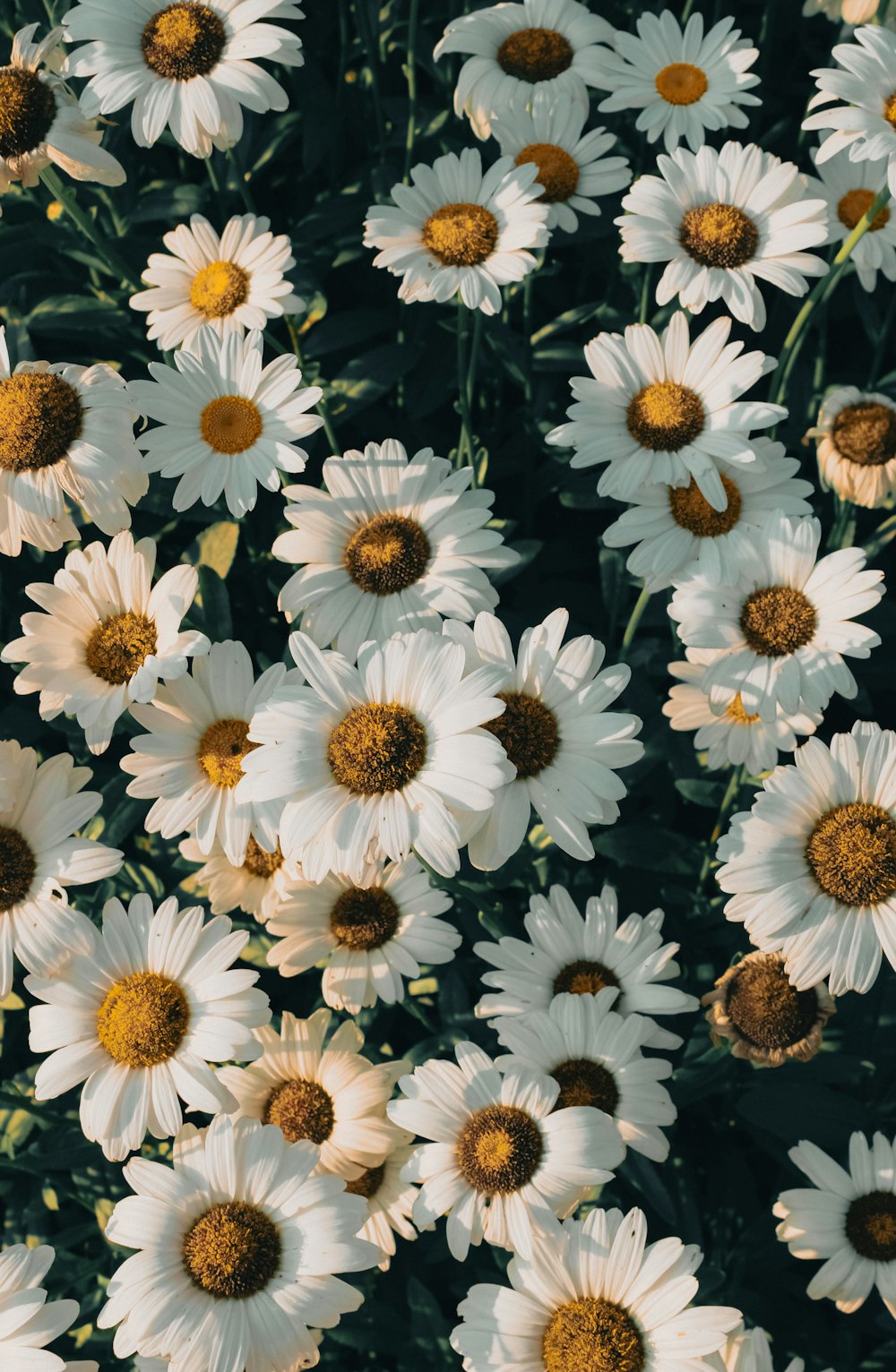 a bunch of white flowers with yellow centers