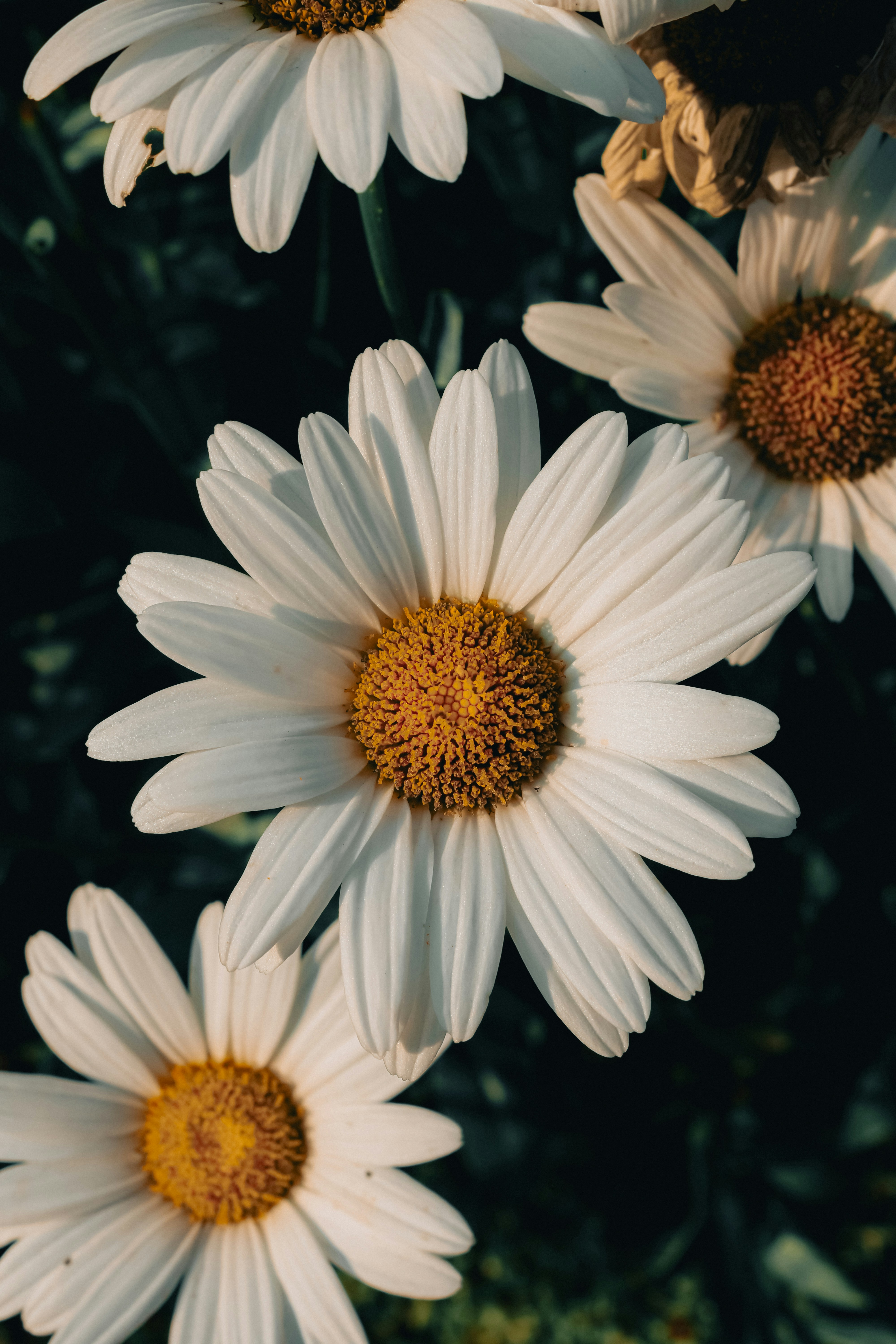 Photo by linusbelanger