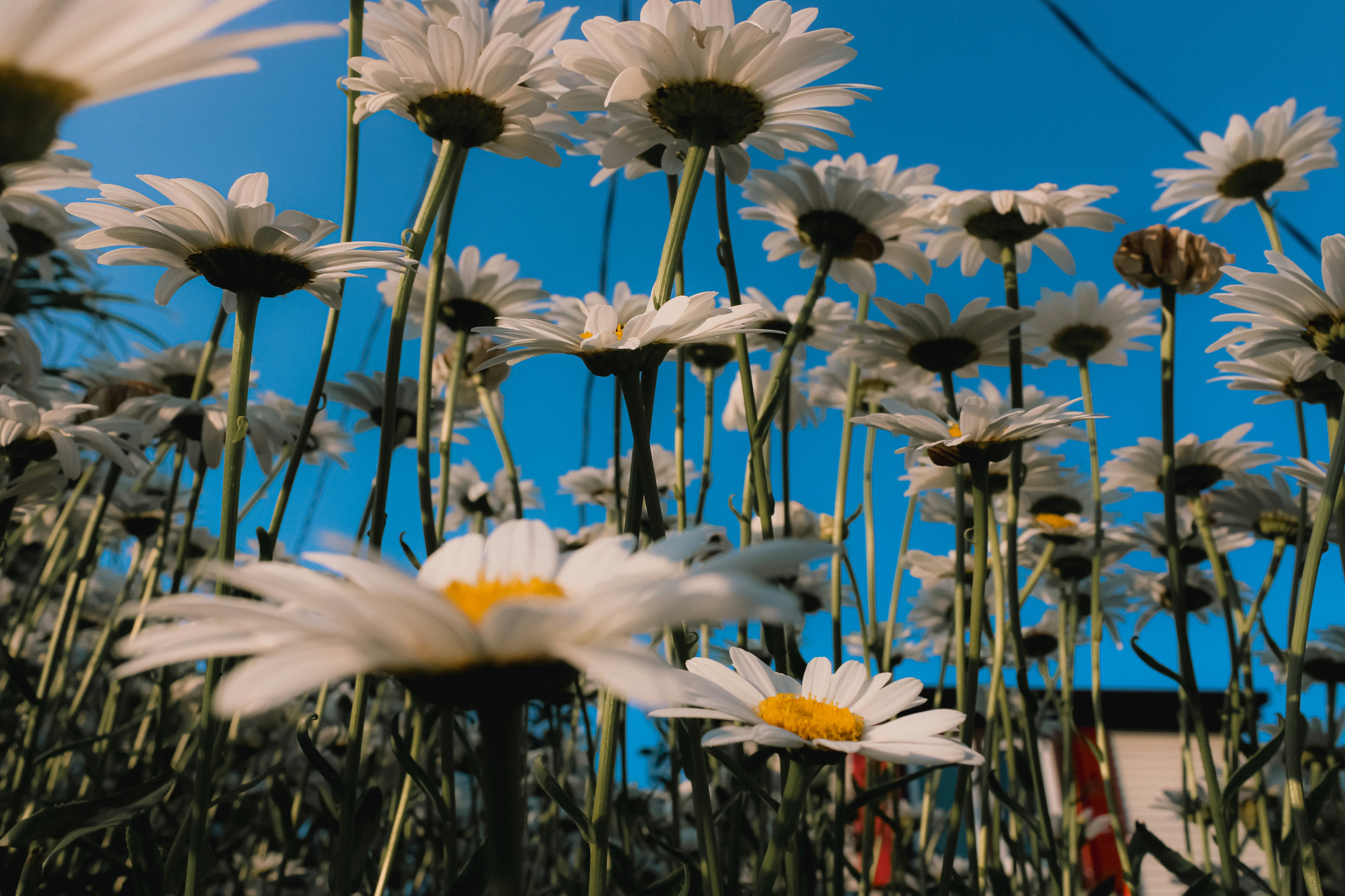 Un campo de margaritas con un cielo azul en el fondo foto – Imagen de Flor  gratuita en Unsplash, image size:3000x2000
