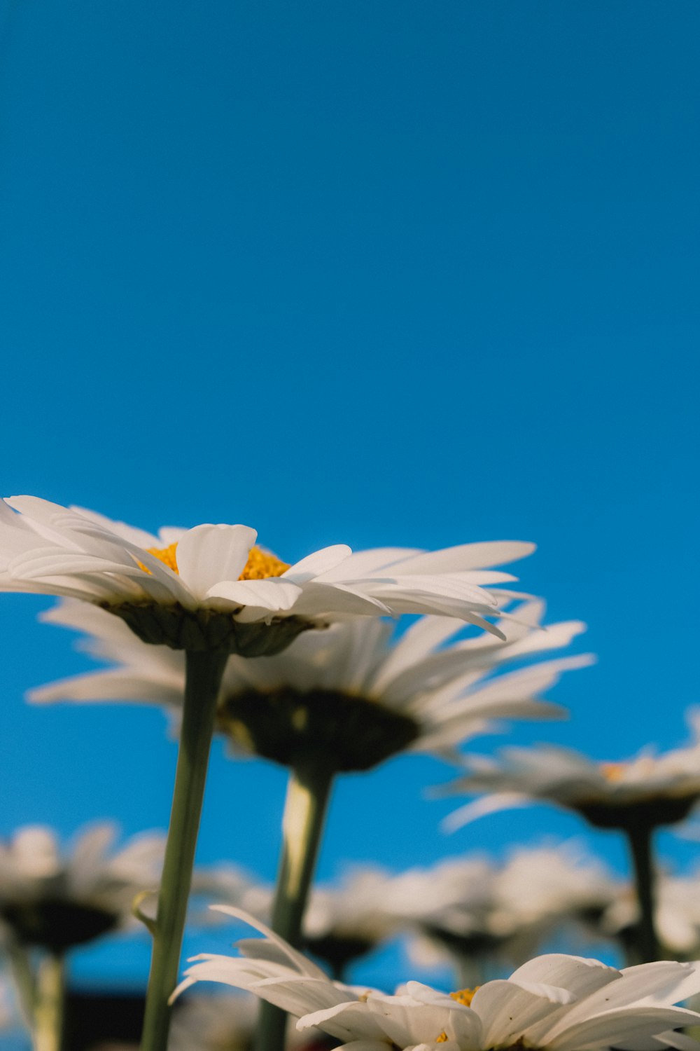 a field of white daisies with a blue sky in the background