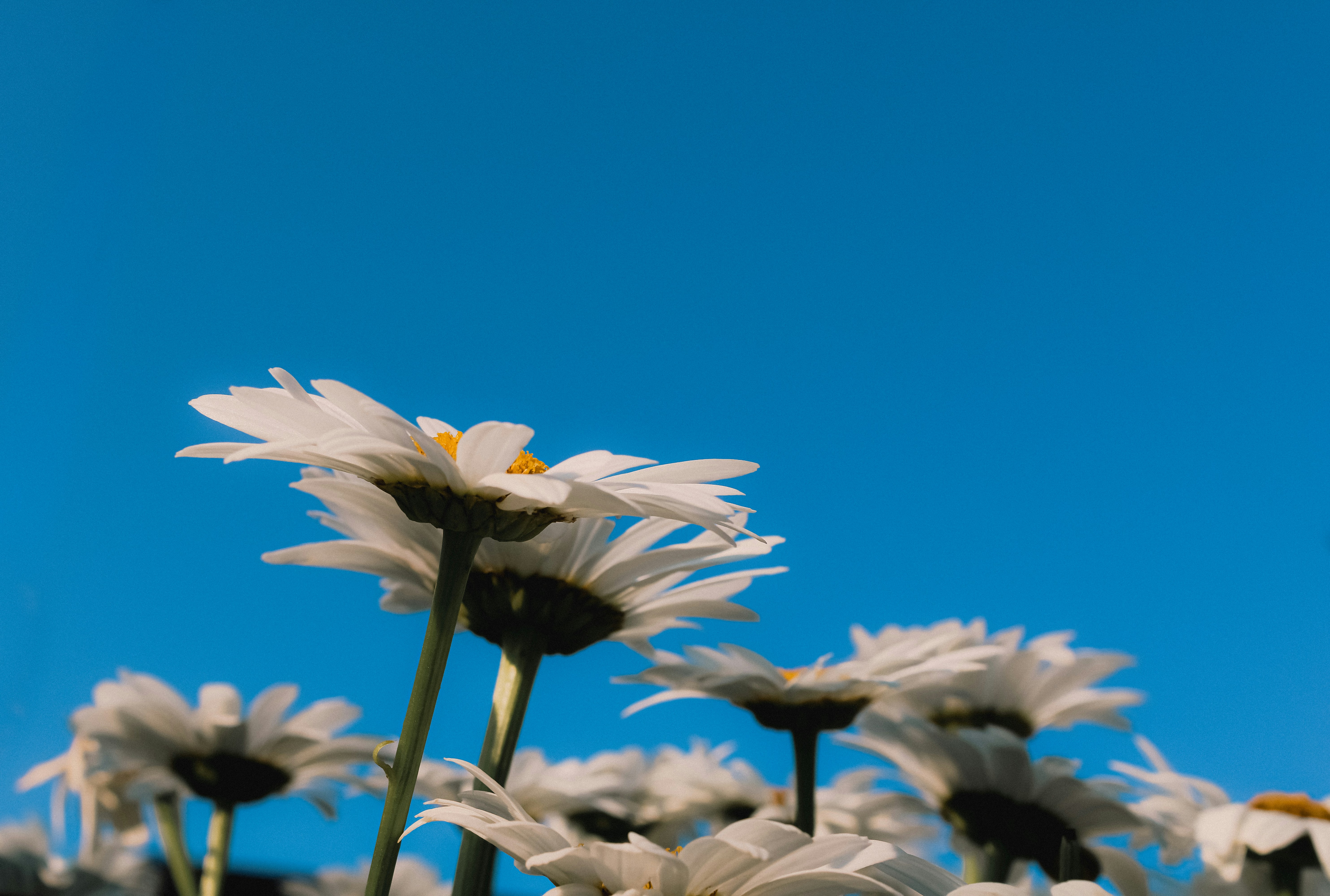 Photo by linusbelanger