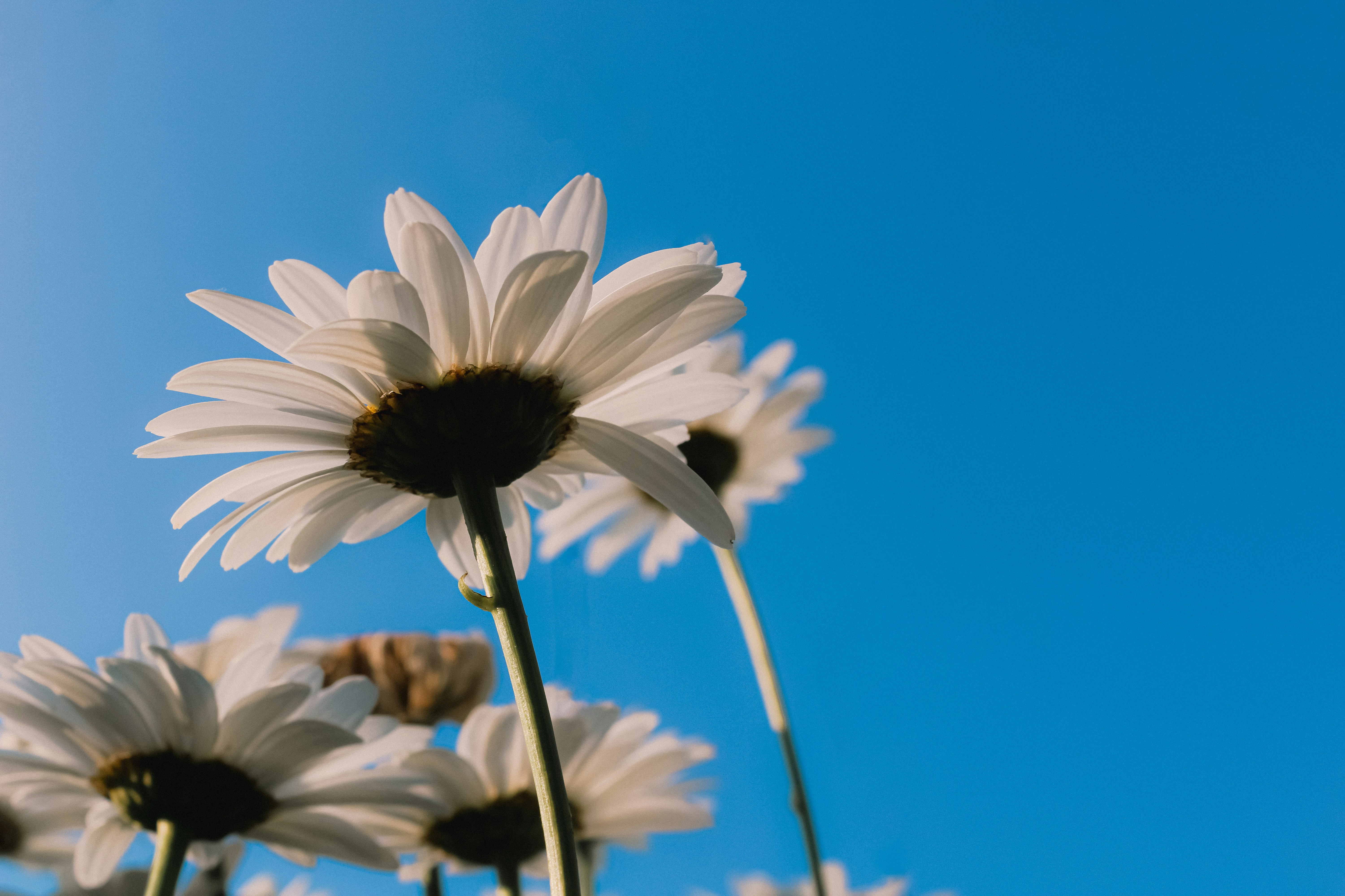 Photo by linusbelanger