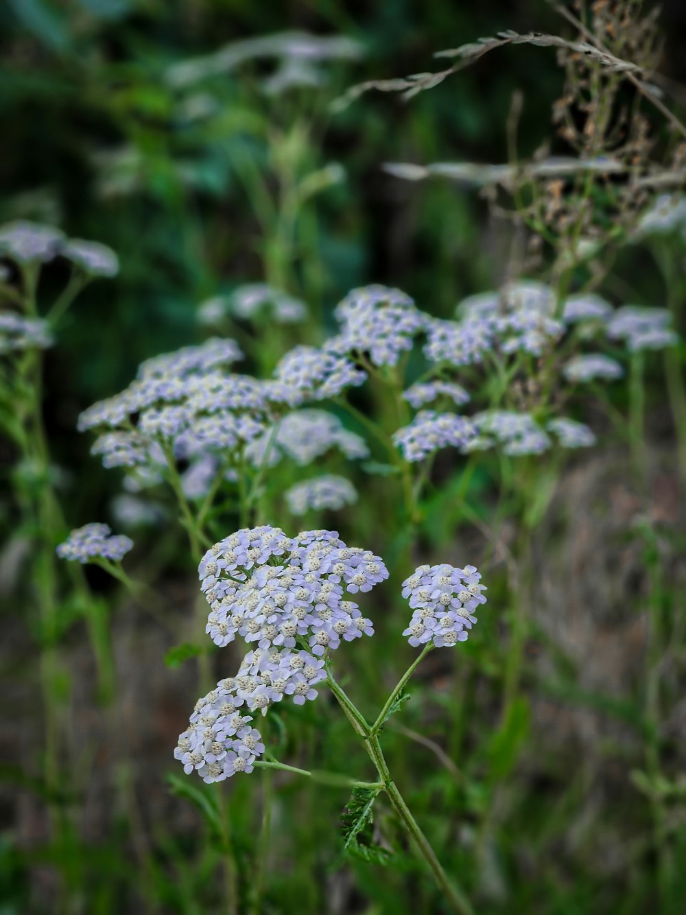 a bunch of flowers that are in the grass