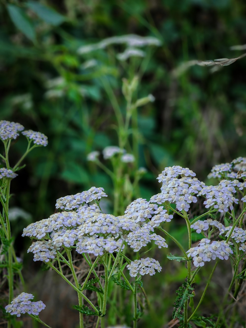 a bunch of flowers that are in the grass