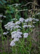 a bunch of yarrow flowers that are in the grass