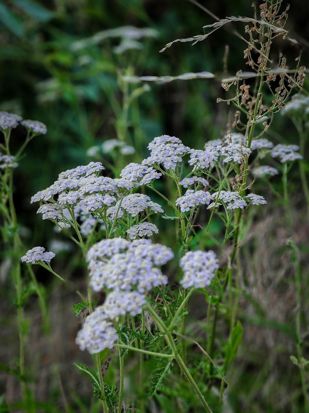 a bunch of flowers that are in the grass