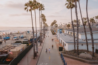 A peaceful boardwalk lined with palm trees and beach access.