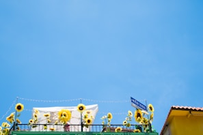 A sunny rooftop garden filled with colorful potted plants and flowers.