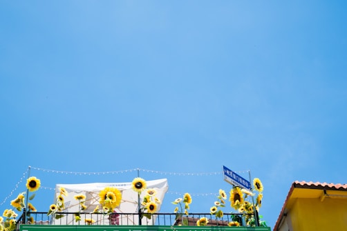 A rooftop garden adorned with bright yellow sunflowers against a clear blue sky. The garden features a white canopy and is decorated with string lights. There is a sign with text mounted on the railing, and part of a yellow building is visible.