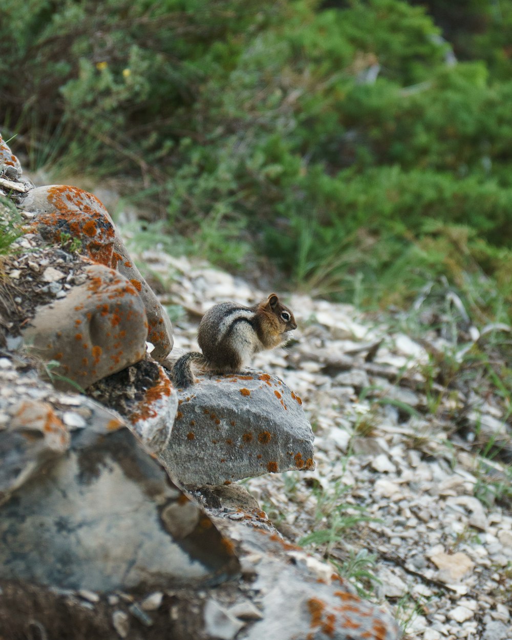 a small squirrel sitting on top of a pile of rocks