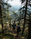 A group of hikers descends a forested trail with tall trees on either side, overlooking a scenic valley with distant mountains. The light filters through the canopy, casting dappled shadows on the path. The hikers carry backpacks and are casually dressed for an outdoor adventure.