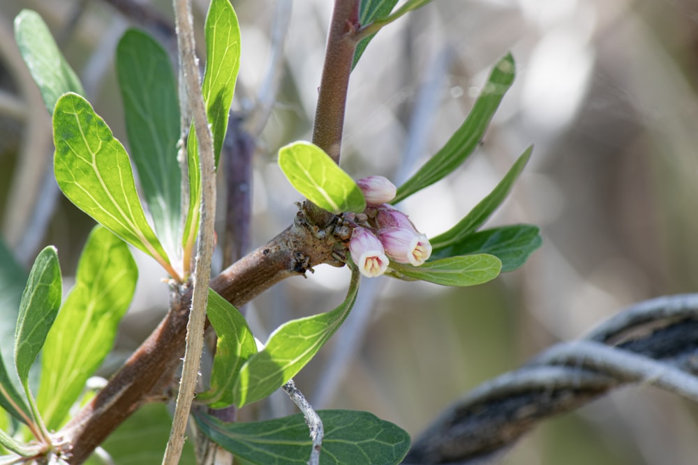 a close up of a flower on a tree branch