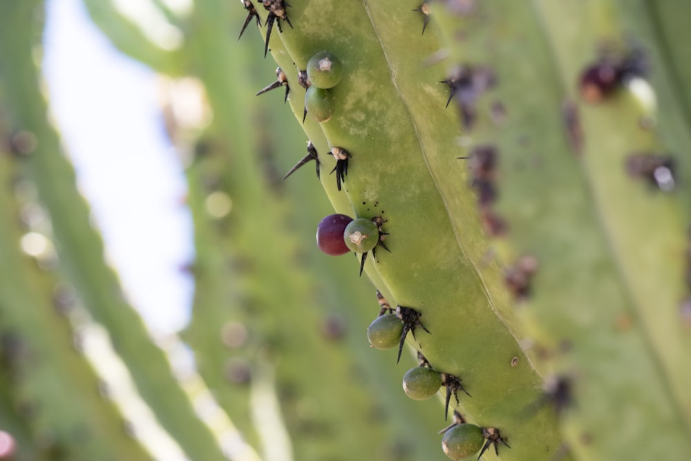 um close up de uma planta com pequenos insetos sobre ela