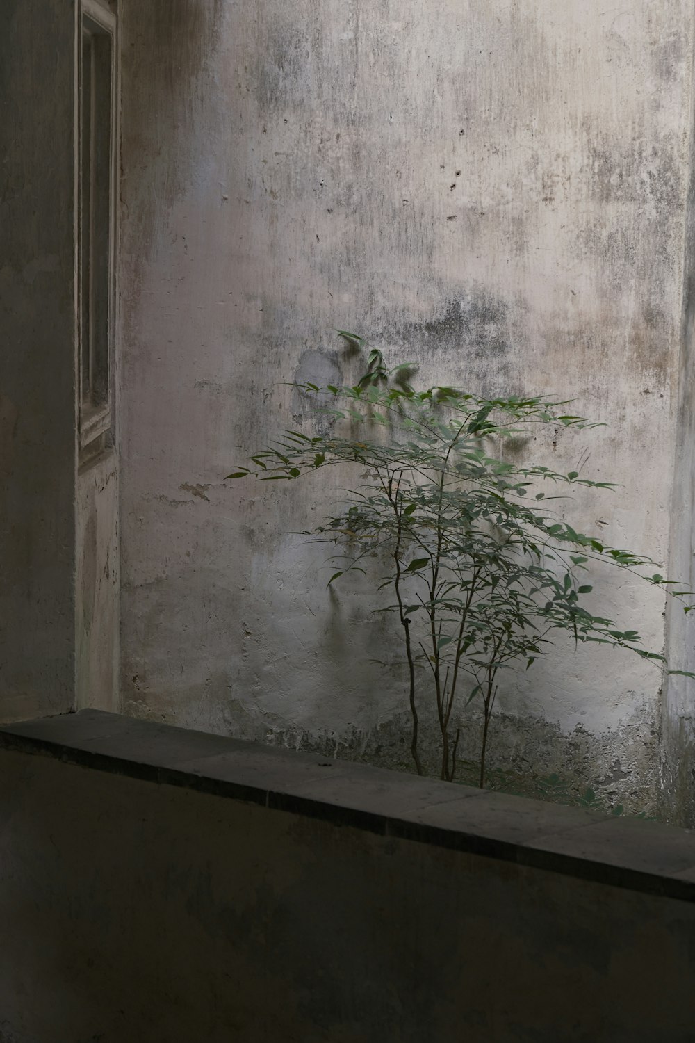 a small tree in a room with a window