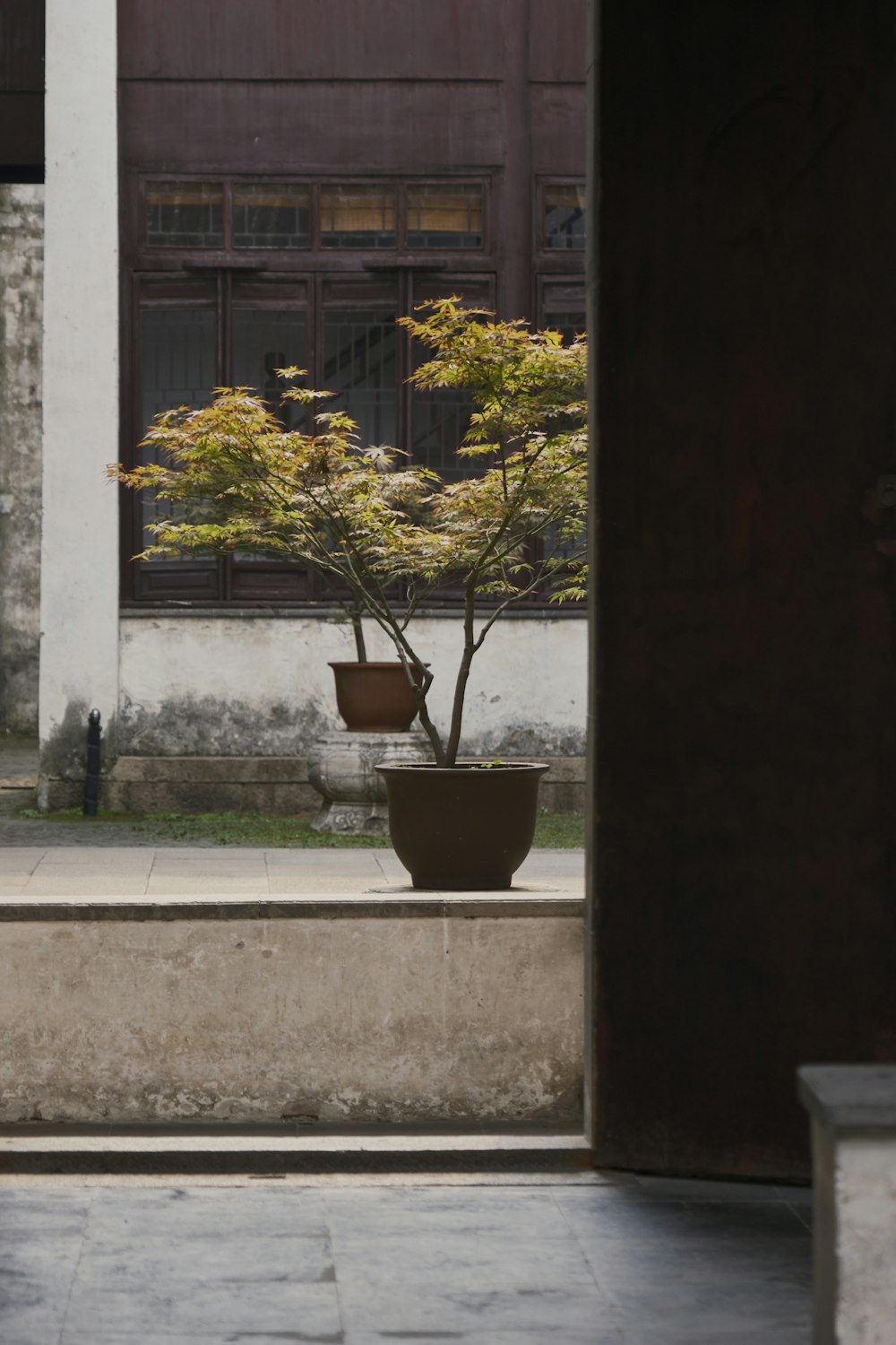 a potted plant sitting on the side of a building