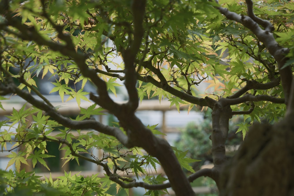 a close up of a tree with a bridge in the background