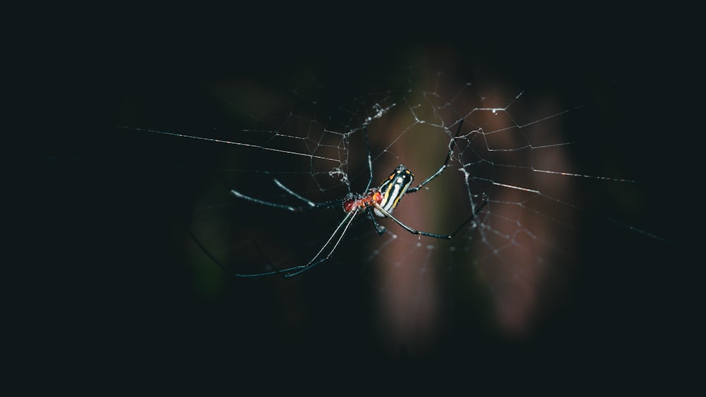 a close up of a spider on its web