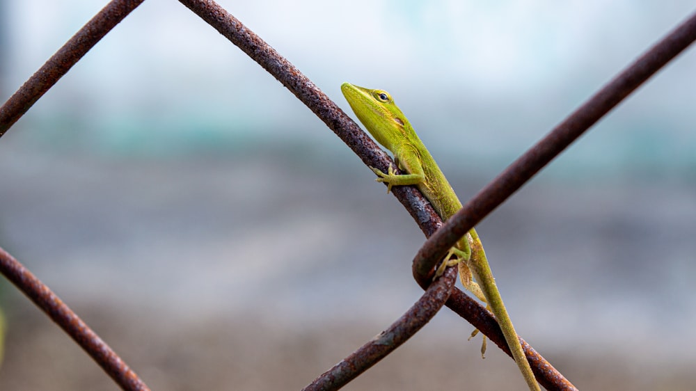 a green lizard sitting on top of a metal fence