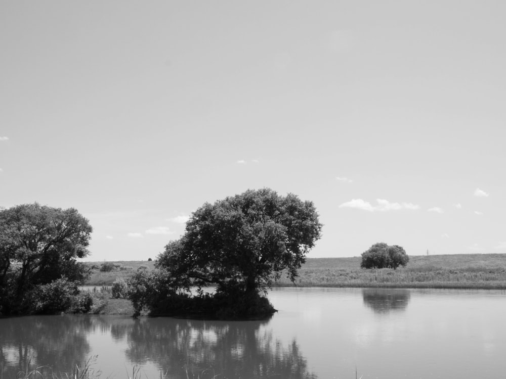 a black and white photo of trees and water