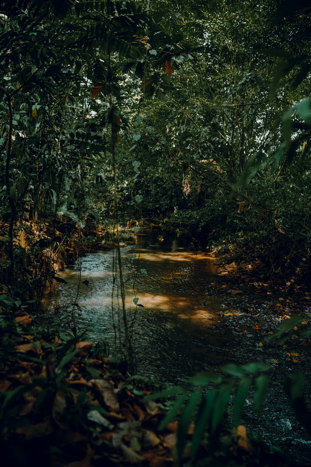 a stream running through a lush green forest