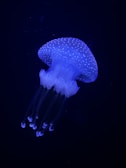 A glowing jellyfish with a translucent body and bioluminescent features, floating gracefully against a dark background. The jellyfish has a dome-shaped bell with tiny speckles and long, trailing tentacles.