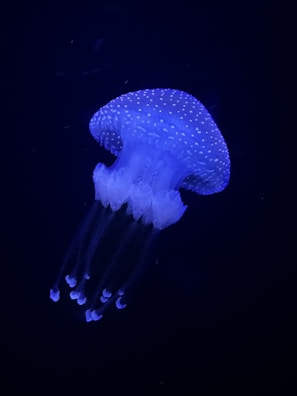 A glowing jellyfish with a translucent body and bioluminescent features, floating gracefully against a dark background. The jellyfish has a dome-shaped bell with tiny speckles and long, trailing tentacles.