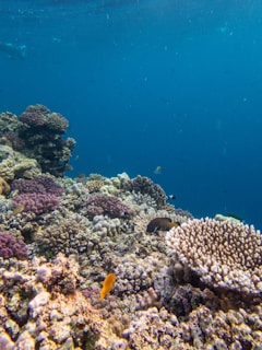 A vibrant underwater scene showcasing a diverse coral reef with various types of corals and several small fish swimming around. The water is clear blue, creating a serene backdrop.