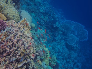 A vibrant underwater scene with a diverse array of coral formations and schools of small, bright red fish swimming among them. The coral has various textures and colors, including shades of blue, purple, and beige. The background reveals darker blue ocean water, creating a sense of depth in the marine environment.