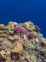 A vibrant underwater coral reef teeming with life, featuring various types of corals and sponges. The reef displays a variety of textures and colors, with prominent pink and purple corals, amidst a backdrop of deep blue ocean water.