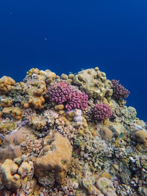 A vibrant underwater coral reef teeming with life, featuring various types of corals and sponges. The reef displays a variety of textures and colors, with prominent pink and purple corals, amidst a backdrop of deep blue ocean water.