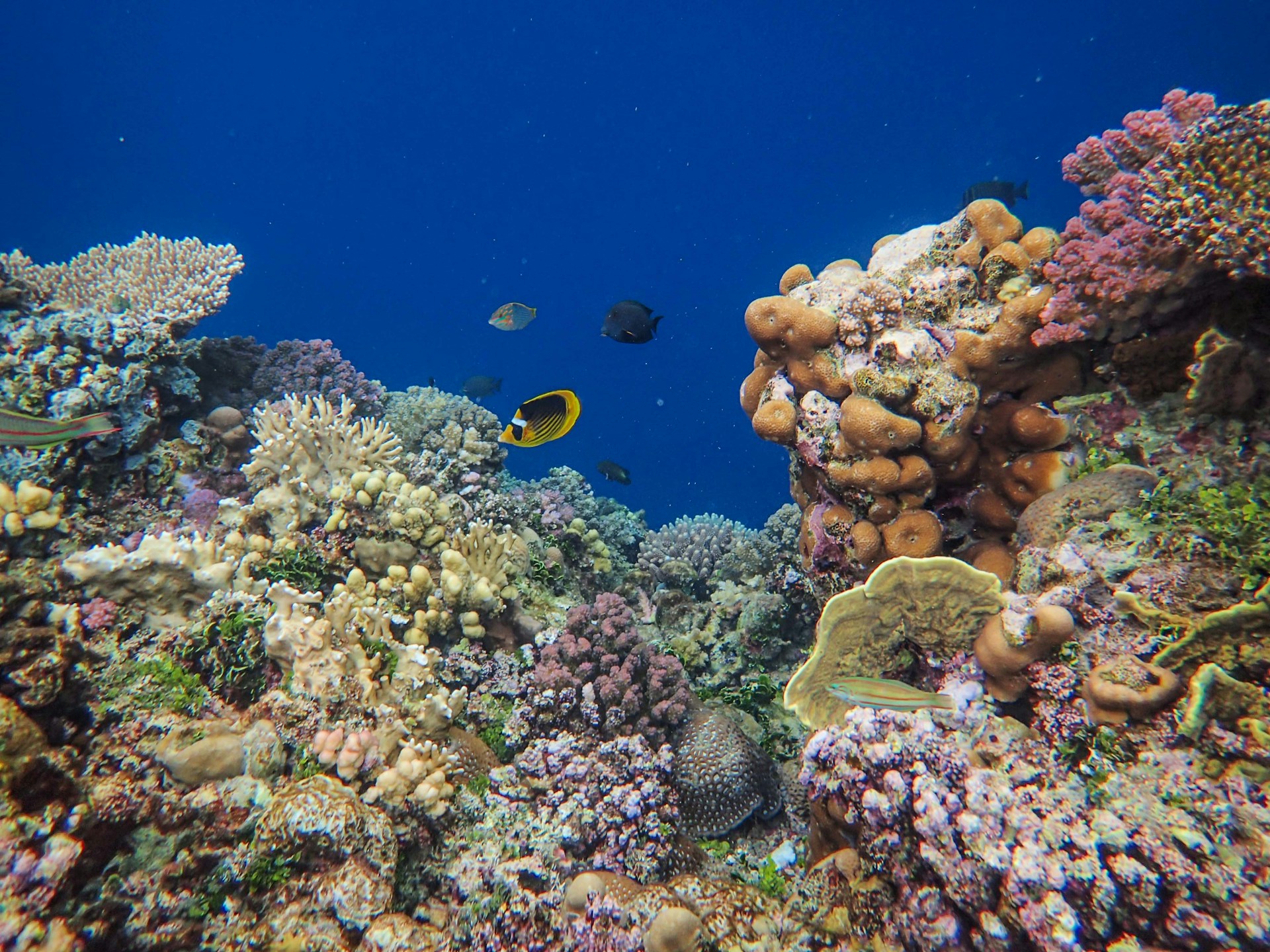 a fish swimming over a colorful coral reef