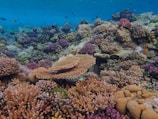 An underwater scene featuring a vibrant coral reef with diverse coral species. Various colors and shapes of corals create a lively and intricate environment. Small fish swim around the reef, adding motion and life to the picture. The water is clear, allowing visibility of the richly textured sea floor and the coral structures.