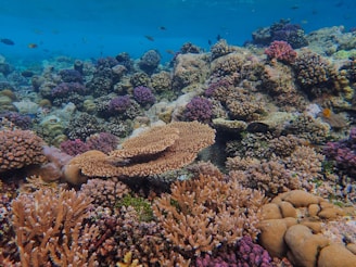 An underwater scene featuring a vibrant coral reef with diverse coral species. Various colors and shapes of corals create a lively and intricate environment. Small fish swim around the reef, adding motion and life to the picture. The water is clear, allowing visibility of the richly textured sea floor and the coral structures.
