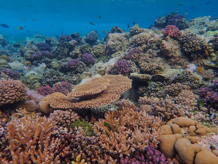 An underwater scene featuring a vibrant coral reef with diverse coral species. Various colors and shapes of corals create a lively and intricate environment. Small fish swim around the reef, adding motion and life to the picture. The water is clear, allowing visibility of the richly textured sea floor and the coral structures.