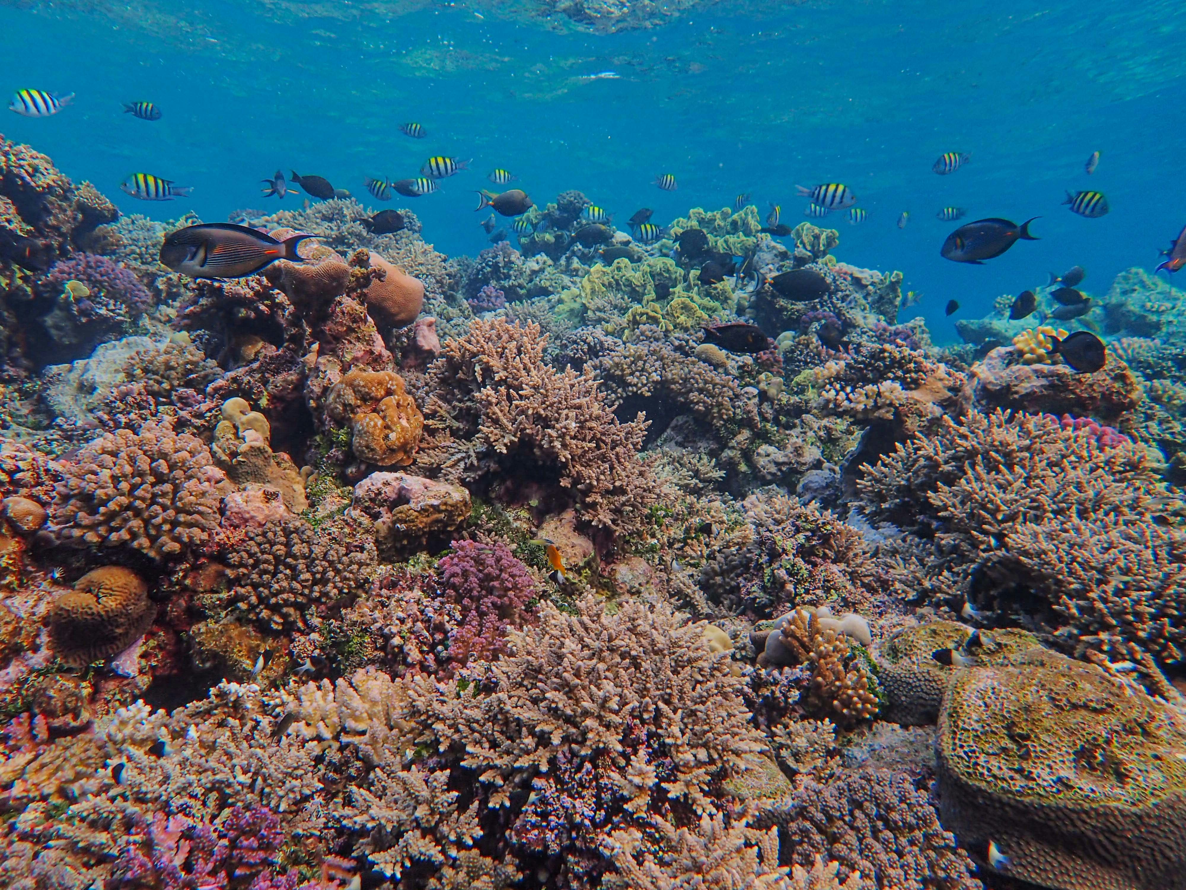 Photo by francesco_ungaro