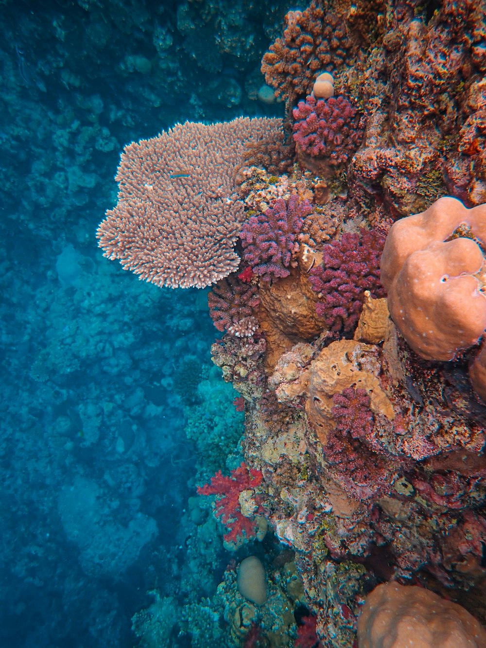 an underwater view of a coral reef with blue water